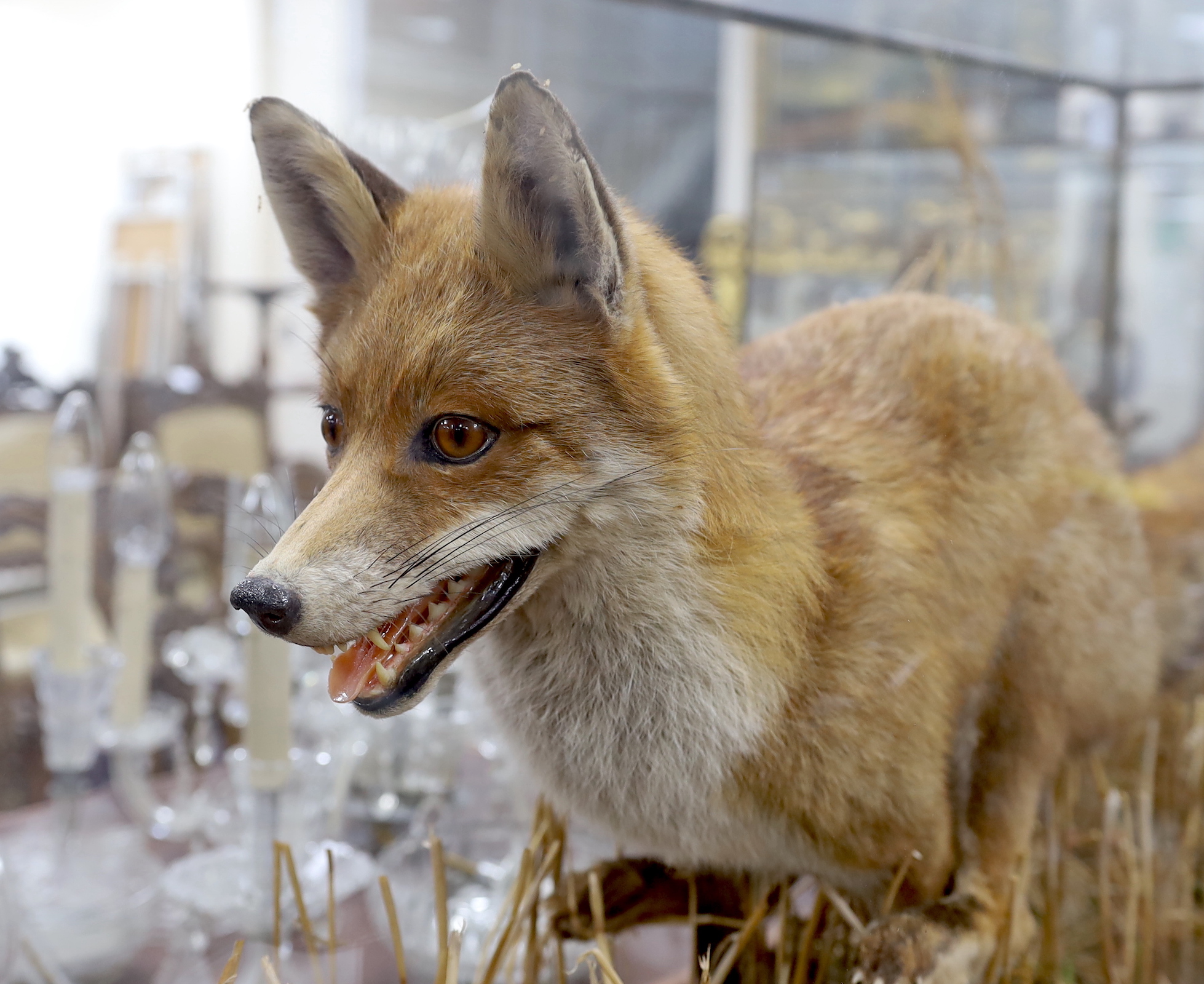 An impressive contemporary taxidermy group of a fox in pursuit of a rabbit, glass cased, overall 138 x 60 x 30cm